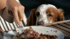 4 Ефективний спосіб вивчити собаку, щоб кинути їжу